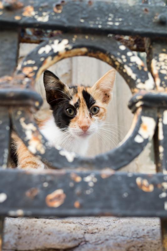 Cretan Cat Content