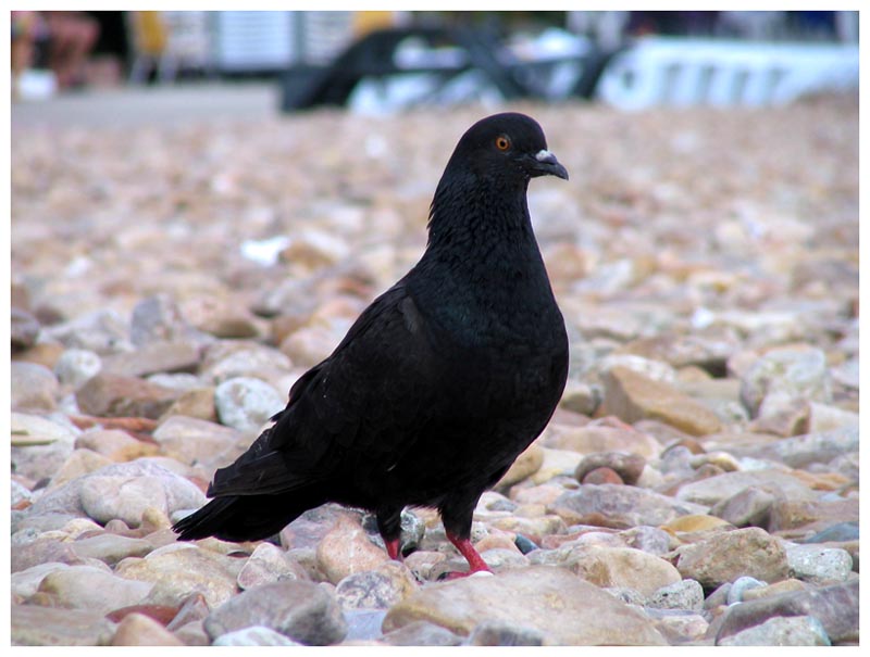 Black Pigeon