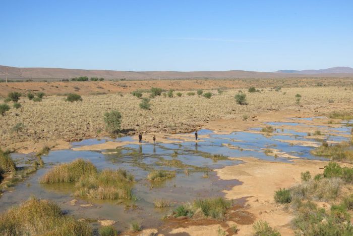 Artesian springs on Wallerberdina station, sacred to the the neighbouring Adnyamathahna People.