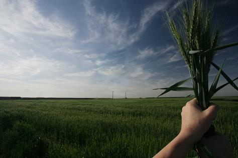 hand with wheat