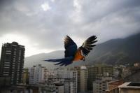 A macaw flies over buildings with the Avila mountain behind in Caracas on 31st March 2015