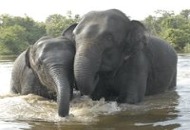 cambodia-elephants-titanium_60157